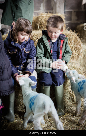 Deux enfants biberon nouveau-nés agneaux dans le hangar de l'agnelage. Banque D'Images