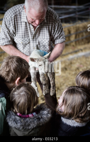 Les enfants et les nouveau-nés agneaux dans un hangar de l'agnelage. Banque D'Images