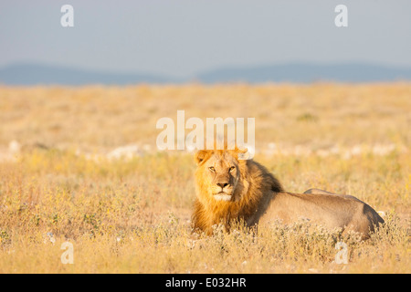 ETOSHA, NAMIBIE Male lion (Panthera leo) dans l'habitat. Banque D'Images