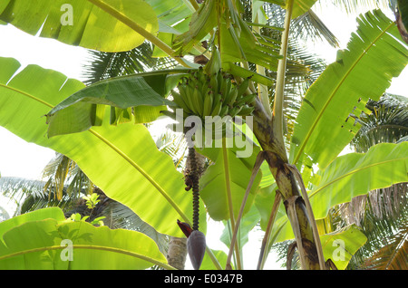 Un bananier de cocotiers en arrière-plan Banque D'Images
