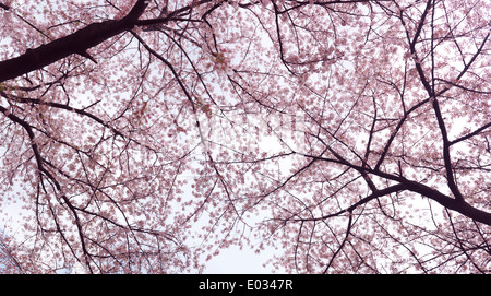 Sur cherry blossom cherry trees low angle view. Tokyo, Japon. Banque D'Images