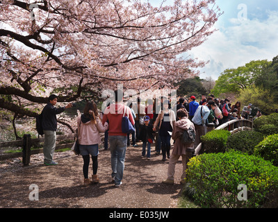 People at Shinjuku Gyoen National Garden during cherry blossom in Tokyo Japan Banque D'Images