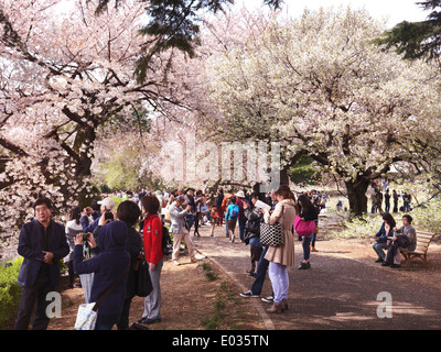 People in a park during cherry blossom at Shinjuku Gyoen National Garden in Tokyo Japan Banque D'Images