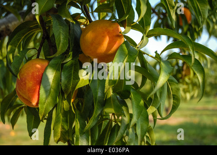 Georgia peaches mûrs prêts pour la cueillette. (USA) Banque D'Images