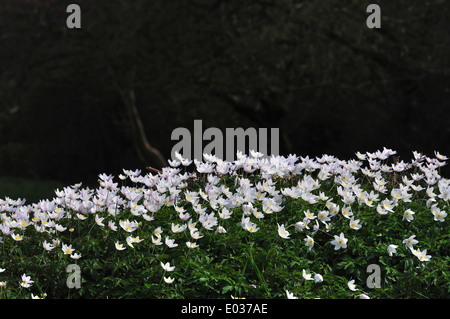 Une masse de l'anémone des bois fleurs sauvages au printemps UK Banque D'Images