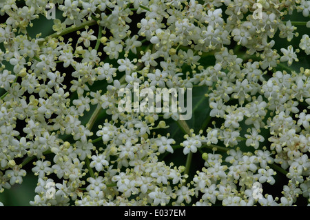 Les fleurs de l'aîné de Sambucus nigra Dorset UK Banque D'Images