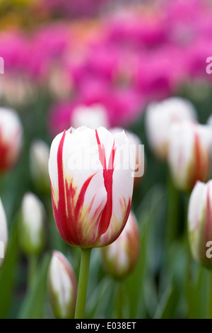 Tulipa 'Happy Generation' dans le jardin. Banque D'Images