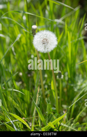 Graines de pissenlit, Taraxacum, grandissant dans le Northamptonshire, Angleterre, RU Banque D'Images