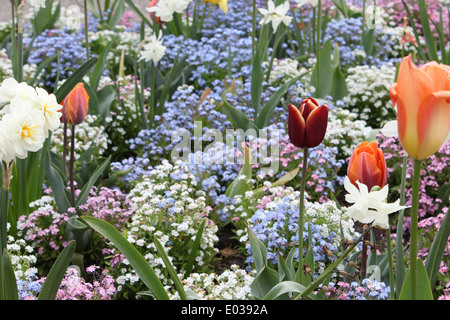 Lit de fleur dans parc du château, Colchesster, Essex. Banque D'Images