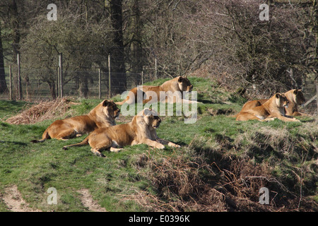 Les Lions en tenant dans le soleil à Woburn Abbey Banque D'Images