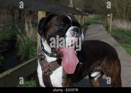 Buster mon chien Boxer sur une promenade à Colchester Highwoods Banque D'Images