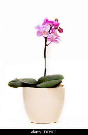Orchid plante qui est en fleur et à l'intérieur d'un pot de couleur claire. c'est sur un fond blanc isolé. Banque D'Images