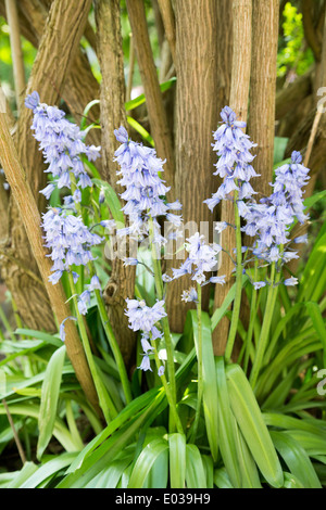 L'Espagnol, bluebell Hyacinthoides hispanica, dans le Northamptonshire, Angleterre, RU Banque D'Images