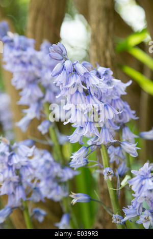 L'Espagnol, bluebell Hyacinthoides hispanica, dans le Northamptonshire, Angleterre, RU Banque D'Images