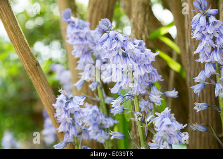 L'Espagnol, bluebell Hyacinthoides hispanica, dans le Northamptonshire, Angleterre, RU Banque D'Images