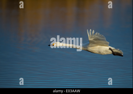 Une toundra de Bewick (SWAN) volant au-dessus de l'eau en fin de soirée Banque D'Images