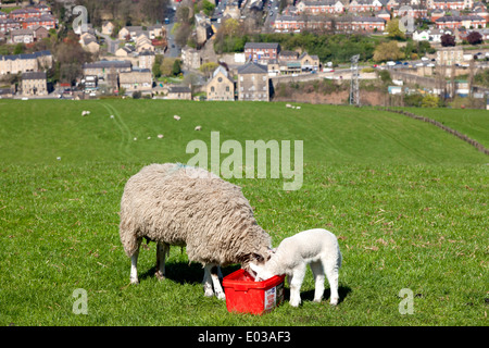 Mouton et agneau sur colline au-dessus de Sowerby Bridge, West Yorkshire Banque D'Images