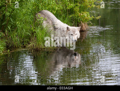 Vieux Loup de boire de la rivière avec la réflexion Banque D'Images