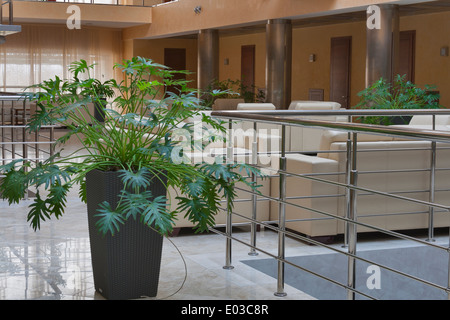 Intérieur avec piscine plantes décoratives Banque D'Images