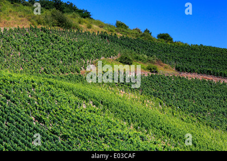 Photo de coteaux de vignes le long du Rhin, entre Coblence et Rudesheim, Allemagne Banque D'Images