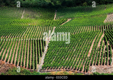 Photo de coteaux de vignes le long du Rhin, entre Coblence et Rudesheim, Allemagne Banque D'Images