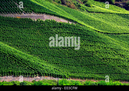 Photo de coteaux de vignes le long du Rhin, entre Coblence et Rudesheim, Allemagne Banque D'Images