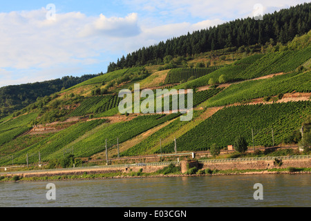 Photo de coteaux de vignes le long du Rhin, entre Coblence et Rudesheim, Allemagne Banque D'Images