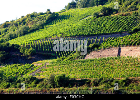 Photo de coteaux de vignes le long du Rhin, entre Coblence et Rudesheim, Allemagne Banque D'Images