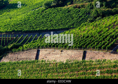 Photo de coteaux de vignes le long du Rhin, entre Coblence et Rudesheim, Allemagne Banque D'Images