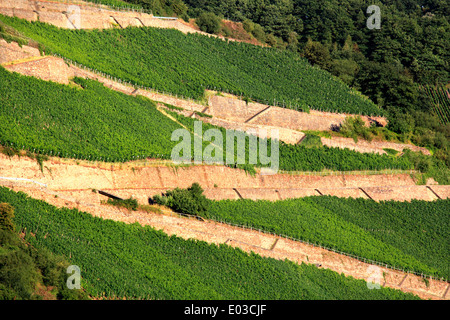 Photo de coteaux de vignes le long du Rhin, entre Coblence et Rudesheim, Allemagne Banque D'Images