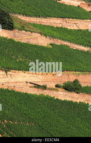 Photo de coteaux de vignes le long du Rhin, entre Coblence et Rudesheim, Allemagne Banque D'Images