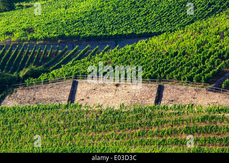 Photo de coteaux de vignes le long du Rhin, entre Coblence et Rudesheim, Allemagne Banque D'Images