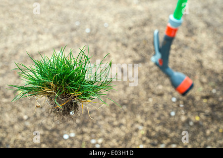 La pelouse et la terre. Tuyau de jardin Banque D'Images