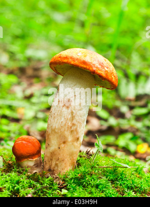 Champignons orange-cap Banque D'Images