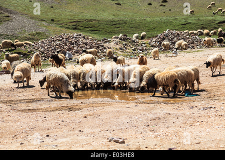 Troupeau de chèvres de montagne l'eau potable à la montagne de l'Atlas au Maroc Banque D'Images