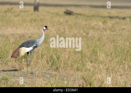 Gray-grue couronnée (Balearica regulorum gibbericeps) debout dans la savane Masai Mara - Kenya - Afrique de l'Est Banque D'Images