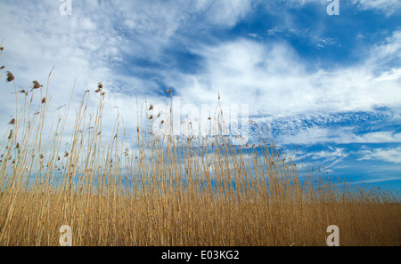 Printemps dans le sud de la Finlande, de roseaux autour du fjord de Porvoo Banque D'Images