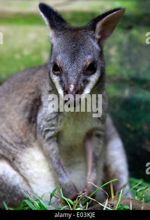 Petit kangourou australien dans un zoo de Bali Banque D'Images