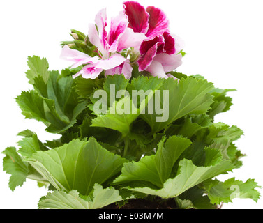 Pelargonium isolated on white Banque D'Images