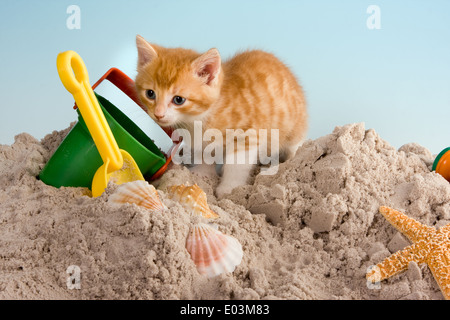 Six semaines kitten playing in sand Banque D'Images