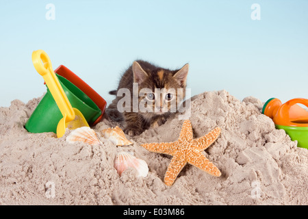 Six semaines kitten playing in sand Banque D'Images