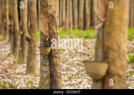 Latex laiteux extrait d'arbre à caoutchouc (Hevea brasiliensis) comme source de caoutchouc naturel Banque D'Images