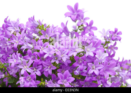 Campanula muralis isolated on white Banque D'Images