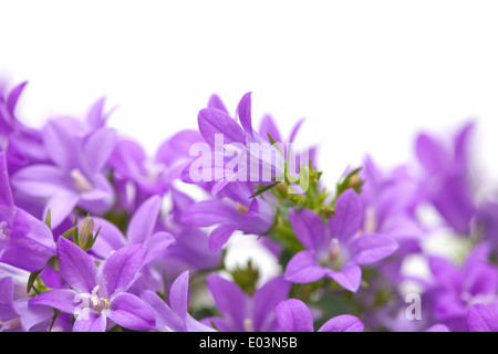 Campanula muralis isolated on white Banque D'Images