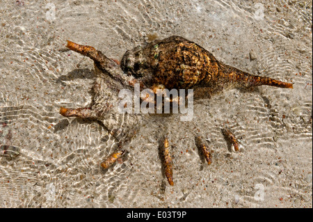 Shell araignée couché dans la mer à marée basse, l'île de Praslin, Seychelles Banque D'Images