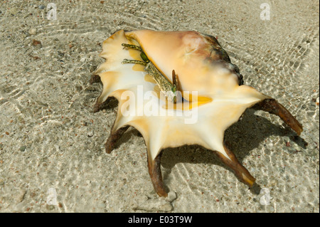 Conque araignée couché sur la mer de sable de bas en eau peu profonde au cours des hauts-fonds Banque D'Images