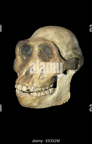Australopithecus afarensis crâne adultes en plâtre Banque D'Images
