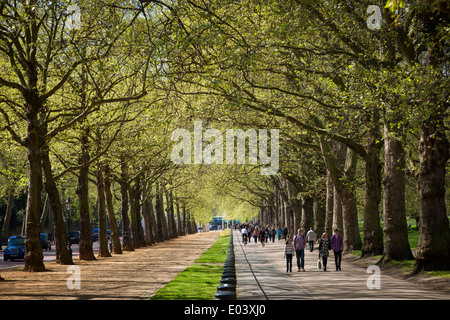 Chemin bordé d'arbres et l'allée cavalière à Constitution Hill Londres. Banque D'Images