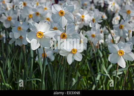 Gros plan de narcissi blanc narcisse fleurs fleuries fleurs dans Printemps Angleterre Royaume-Uni Royaume-Uni Grande-Bretagne Banque D'Images