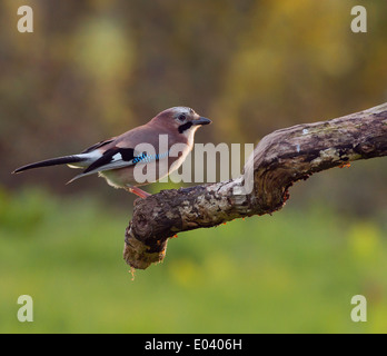 (Garrulus glandarius, Jay) perché sur la branche en dernier de la lumière du soleil du soir Banque D'Images